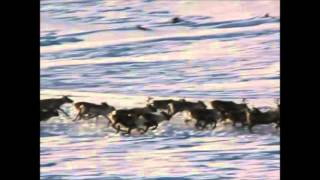 Wild Reindeer around Sølen