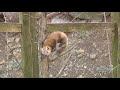 American Marten at Zoo America