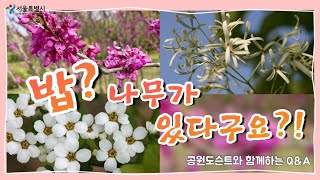 공원도슨트와 함께하는 Q\u0026A : 밥? 나무가 있다구요?! ㅣ서울의 공원