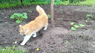 Коти-наглядачі: Чи пройду їхню перевірку в городі?🫣