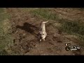 my dog and me the hunter call of the wild cotw