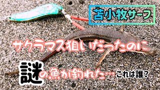 苫小牧サーフで海サクラマスを狙ってたら謎魚が釣れた…君の名は？