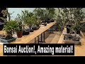 Bonsai auction! great material, Got new trees!