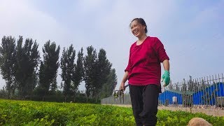 High temperature days, a move on a sweat, rural daughter-in-law is still happy to do farm work