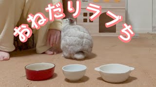 うさぎのペレット選手権をやったら驚きの結果に（笑）【ホーランドロップイヤー】