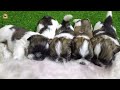 shih tzu puppies transformation coco s puppies happy dog tales