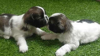 Shih Tzu Puppies Transformation | Coco's Puppies | Happy Dog Tales