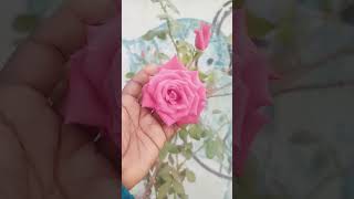 எவ்ளோ அழகான ரோஸ்/Rose 🌹🌹🌹