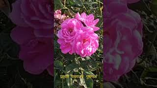 प्रकृति परमात्मा गुणगान rose Nature God chanting classical#prakritibhaktimuktisubscribe please