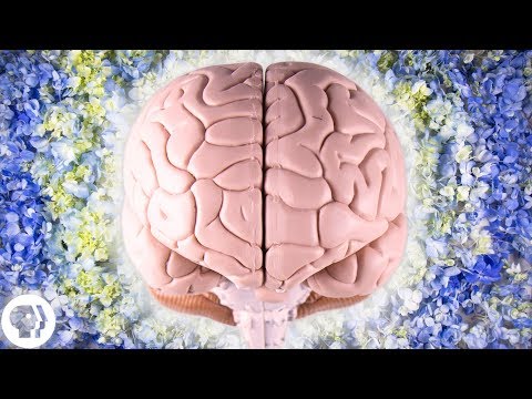 Which part of brain is responsible for creativity?