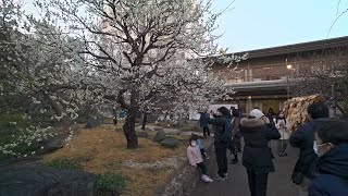 4K・ Tokyo - Blooming plum of Yushima Tenjin Shrine and Ueno walk・4K HDR