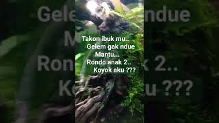 rondo gatel #video #viral #shortvideo