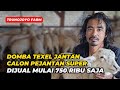 Review Harga Domba Texel Jantan Dijual Mulai 750 Ribu Saja | @AGROTV9