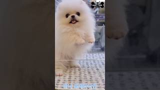 대구 화이트 포메라니안 분양            #대구강아지분양 #강아지 #도그라이프 #반려견 #cute #puppy #강아지브이로그 #대구포메라니안분양