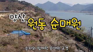 양산 원동 순매원