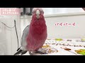 好きなおやつとそうでないおやつで芸の完成度が100倍違うオウムw【モモイロインコ】