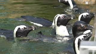 かんさいアニマルズ　神戸どうぶつ王国のケープペンギン