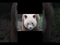 七仔的眼珠子滴溜溜转，肯定有800个心眼子！ #panda #大熊貓