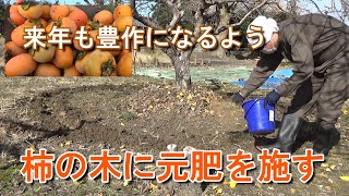 【家庭菜園】来年もたくさん収穫できるよう柿の木に元肥を施す