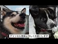 31 ビビリ犬のドッグラン 国営武蔵丘陵森林公園