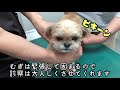 【動物病院】大緊張 狂犬病予防注射とフィラリア検査を受ける anti rabies vaccination for puppy 【チワワ×シーズー】