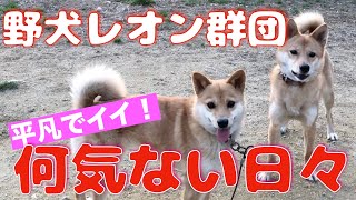 保健所出身/汚れなき野犬達とポチパパの素顔