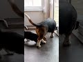 Patient dog teaches young puppy how to use the pet door