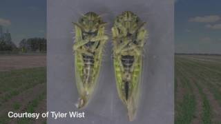 Canola School: Sweep net monitoring for aster leafhoppers