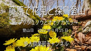 藤原岳の花と探鳥登山2022年03月25日　セツブンソウ、フクジュソウ、ミスミソウ、オオアカゲラ、ヤマガラ、ヒガラ、イカルなど