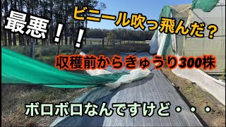 最悪！！ビニールハウス吹っ飛んだ？！300株ボロボロのきゅうり栽培 【冬栽培6】