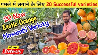 Best Fruits Plants For Terrace garden गमले में आराम से फल देने वाले ऑरेंज के 20 पौधे