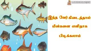 இந்த வேரை பயன்படுத்தி மீன்களை எளிதாக பிடிக்கலாம் - Fishing - Siththarkal Ulagam