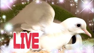 銀鳩たちわちゃわちゃ♪キジバトの求愛ダンスがかわいい♪カラス、鳩たちと生配信2024/1/12KUPPI the Crow