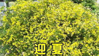 什麼花能開花“上萬朵”？就是“迎夏”，好養又耐寒，還能當盆景【養花匠小齊】