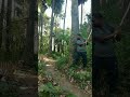 real tiger attack satakosia tiger reserve #tiger #chandanpradhan77 #satkosia #shorts