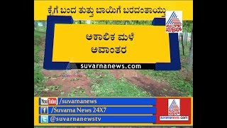 Heavy Rain Destroys Grape Crops In Chikkaballapur