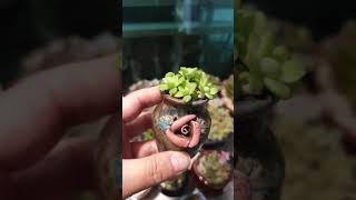 너무귀여운 |작은|다육이|마커스|콩분|tiny succulents #shorts