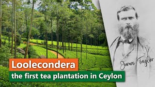 Loolecondera | The first tea plantation in Ceylon | The James Taylor story