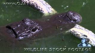 Alligator Eats Python 0102 Time Lapse