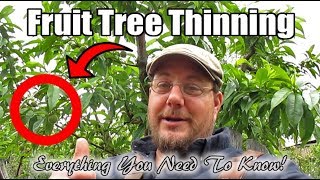 Fruit Tree Fruit Thinning | What Trees Need To Be Thinned? What Trees Don't Need To Be Thinned?