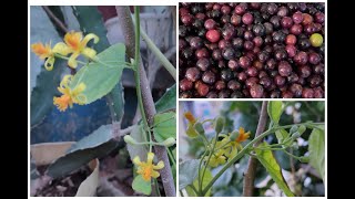 falsa fruit plant/Summer lo చాలా రుచికరమైన పానీయం/ Health benifits..