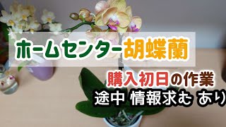 夏のホームセンター胡蝶蘭購入後の根腐れ防止のつもりの作業