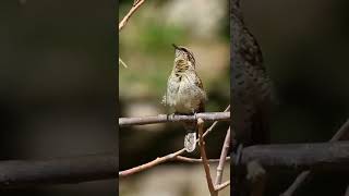 Boyunçevirenin ötüşü | Eurasian Wryneck singing |  Jynx torquilla