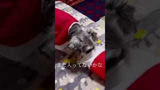 【贈り物】シュナウザー　#ミニチュアシュナウザー #シュナウザー #schnauzer #miniatureschnauzer #dog