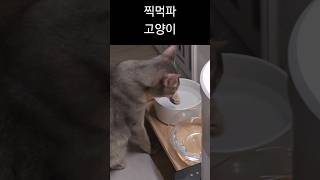 보기 드물다는 찍먹파 고양이