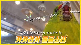 [Kakariki screaming] How loud are parrot sounds?🌸