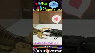 【閲覧注意】巨大クワガタに迫られて恐怖のあまり逃げ出す毒サソリ…(ﾟДﾟ;)ｱﾜﾜ　＜生物観察　昆虫バトル　捕食　給餌　飼育　奇蟲　スラウェシヒラタ　デザートヘアリースコーピオン＞#shorts