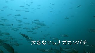 大きなヒレナガカンパチ  館山 西川名 202409e【4K】