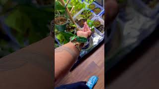 Chameleon Handling 101 🦎 #plants #garden #gardening #shorts