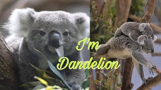 Koalas: Dandelion Is Tilly's Grandchild